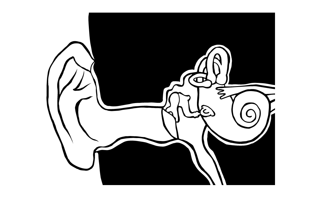 Ear illustration