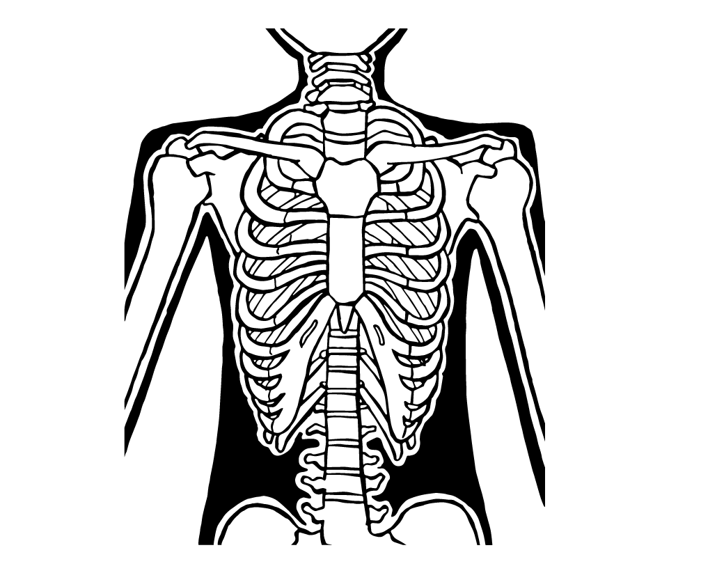 Torso ANterior View illustration