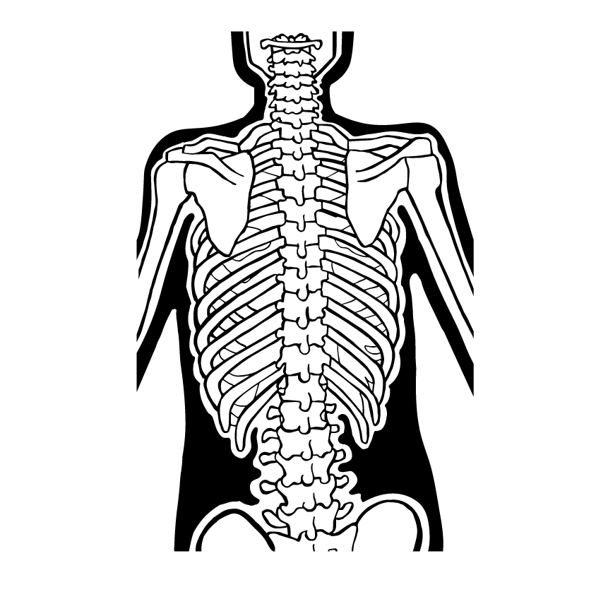 Torso Posterior illustration